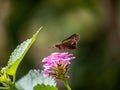 Parnara guttata common straight swift butterfly 1