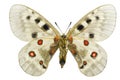 Parnassius apollo