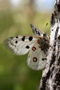 Parnassius apollo