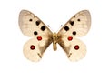 The Parnassius Apollo butterfly was on the white background