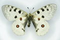 Parnassius apollo or mountain Apollo family Papilionidae, a butterfly