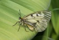 Parnassius mnemosyne