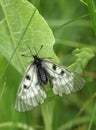 Parnassius mnemosyne