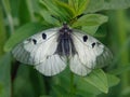 Parnassius mnemosyne butterfly Royalty Free Stock Photo
