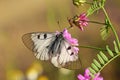Parnassius mnemosyne , The clouded Apollo butterfly , butterflies of Iran