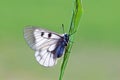 Parnassius mnemosyne , The clouded Apollo butterfly , butterflies of Iran Royalty Free Stock Photo