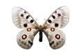 Parnassius nomion