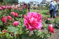 Parnell Rose Gardens in Auckland New Zealand Royalty Free Stock Photo