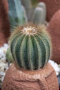 Parodia cactus Eriocactus, a succulent plant with a green stem, round-shaped, spike, and wool on top. Royalty Free Stock Photo
