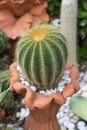 Parodia cactus Eriocactus, a succulent plant with green stem, round-shaped, and yellow spike. Royalty Free Stock Photo