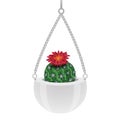 Parodia Cactus Flowerpot Composition