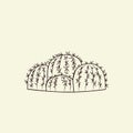 Parodia cactus isolated on light background in hand drawn style. Wild cacti sketch. Engraving vintage