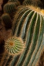 Parodia claviceps Soegazz. CACTACEAE.