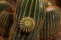 Parodia claviceps Soegazz. CACTACEAE.