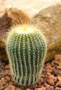 Parodia Claviceps Spegazz cactaceae