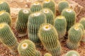 Parodia Claviceps Spegazz cactaceae