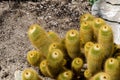 Parodia leninghausii Cactus