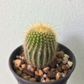 Parodia leninghausii. Cactus on plastic pot. Drought tolerant plant. Royalty Free Stock Photo