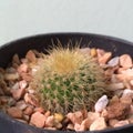 Parodia leninghausii. Cactus on plastic pot. Drought tolerant plant. Royalty Free Stock Photo