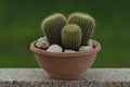 Parodia Leninghausii Cactus in pot: Natural green background Royalty Free Stock Photo