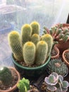 Parodia leninghausii cactus Royalty Free Stock Photo