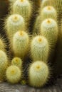 Parodia leninghausii cactus Royalty Free Stock Photo