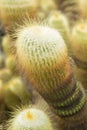 Parodia leninghausii cactus Royalty Free Stock Photo