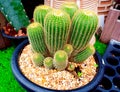 Parodia leninghausii clump-forming cactus - Golden ball cactus