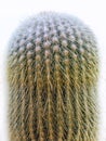 Parodia leninghausii, Lemon Ball cactus, Golden Ball cactus, Yellow Tower cactus Royalty Free Stock Photo