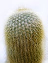 Parodia leninghausii, Lemon Ball cactus, Golden Ball cactus, Yellow Tower cactus Royalty Free Stock Photo