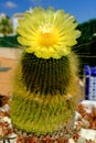 Parodia leninghausii is South American cactus