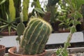 Parodia magnifica or ball cactus growing in a desert greenhouse Royalty Free Stock Photo