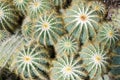 Parodia magnifica cacti Royalty Free Stock Photo