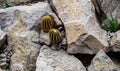Parodia magnifica cacti grow between rocks