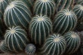 The Parodia Magnifica cactus Royalty Free Stock Photo