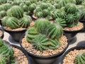 Parodia magnifica cactus, a succulent plant native to Brazil. Round and tall Royalty Free Stock Photo