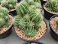 Parodia magnifica cactus, a succulent plant native to Brazil. Round and tall Royalty Free Stock Photo