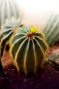 Parodia magnifica flower blooming in the cactus garden