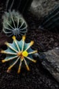 Parodia magnifica flower blooming in the cactus garden