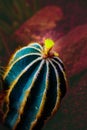 Parodia magnifica flower blooming in the cactus garden