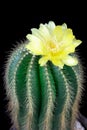 Parodia magnifica or Notocactus magnifica with yellow flower blossom.