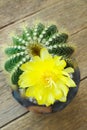 Parodia magnifica or Notocactus magnifica with yellow flower blossom. Royalty Free Stock Photo