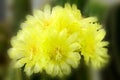 Parodia magnifica or Notocactus magnificus with yellow flower bl Royalty Free Stock Photo