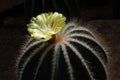 Parodia magnifica Ritt.CACTACEAE.