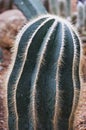 Parodia Magnifica Ritt. cactus. Royalty Free Stock Photo