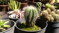 Photo of the Cactus Parodia magnifica also known as Notocactus magnificus or Eriocactus magnificus Royalty Free Stock Photo