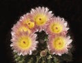 Parodia Roseoluteus Ball Cactus with Dazzling Pink and Yellow Flowers