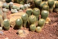 Parodia schumanniana and cactus group in outdoor garden