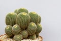 Parodia schumanniana cactus plants