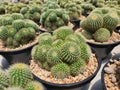 Parodia schumanniana Cactus succulent plant rare species spherical or tall green stems